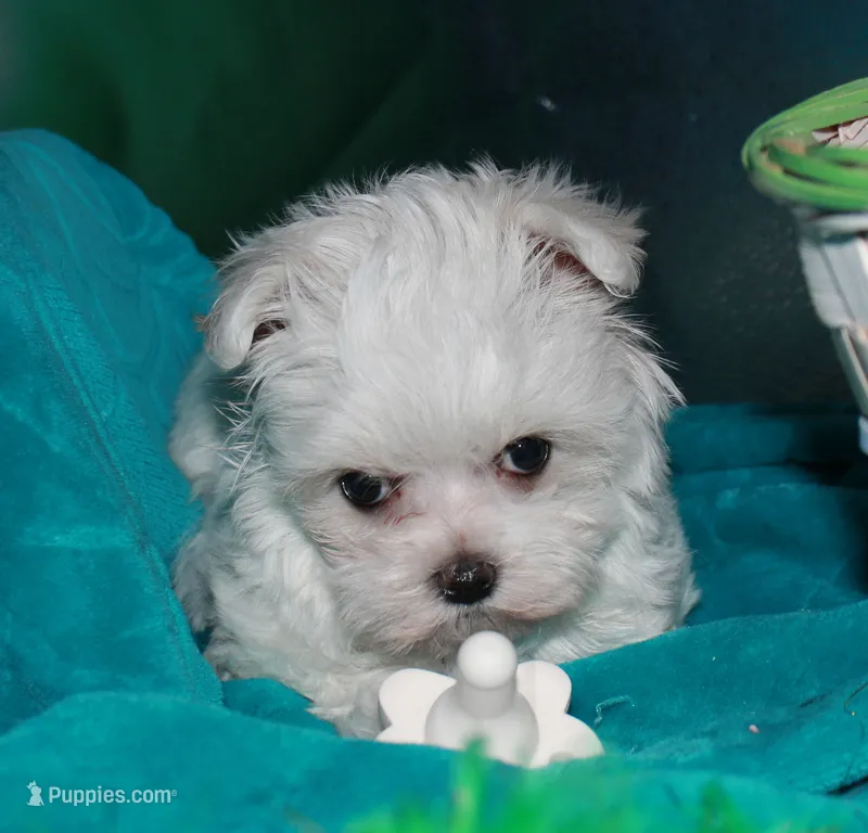 Fannie – Maltese puppy for sale in Billings, MO