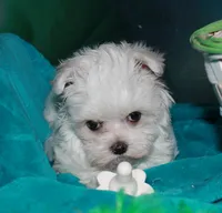 Fannie, a female Maltese for sale in Billings, MO – 2 of 10