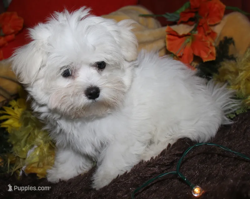Fred – Maltese puppy for sale in Billings, MO