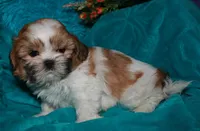 MoJo, a male Shih Tzu for sale in Billings, MO – 8 of 9