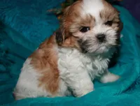 MoJo, a male Shih Tzu for sale in Billings, MO – 4 of 9