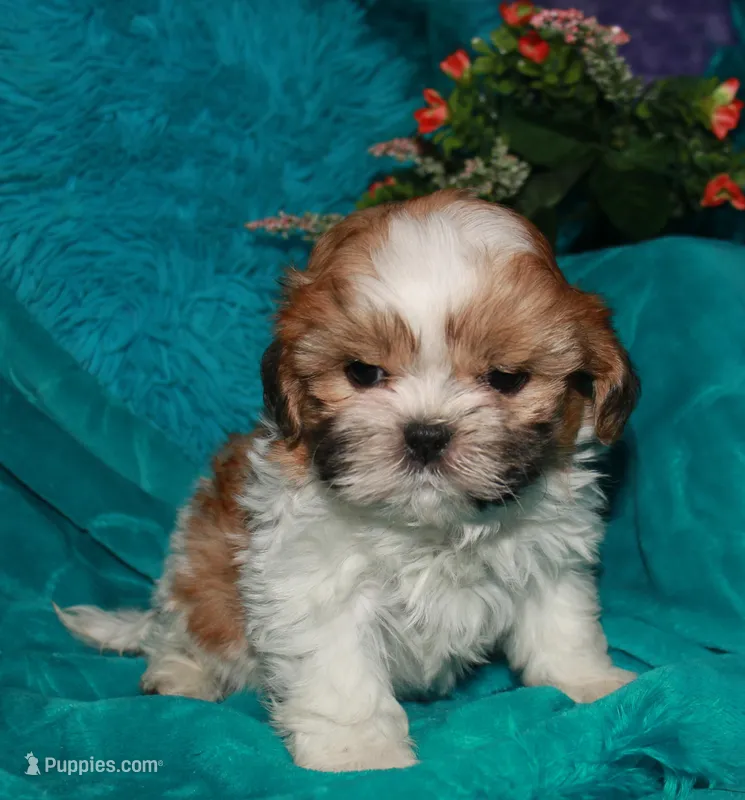 MoJo – Shih Tzu puppy for sale in Billings, MO