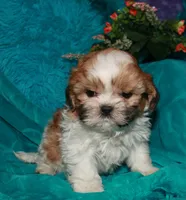 MoJo, a male Shih Tzu for sale in Billings, MO – 1 of 9