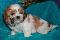 MoJo, a male Shih Tzu for sale in Billings, MO – 7 of 9