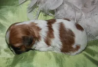 MoJo, a male Shih Tzu for sale in Billings, MO – Photo 10 of 10