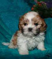 MoJo, a male Shih Tzu for sale in Billings, MO – 2 of 9
