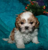 MoJo, a male Shih Tzu for sale in Billings, MO – 3 of 9