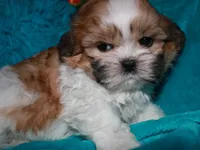 MoJo, a male Shih Tzu for sale in Billings, MO – 9 of 9