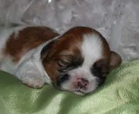 MoJo, a male Shih Tzu for sale in Billings, MO – Photo 1 of 10