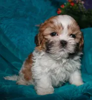 MoJo, a male Shih Tzu for sale in Billings, MO – 5 of 9