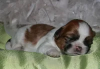 MoJo, a male Shih Tzu for sale in Billings, MO – Photo 7 of 10