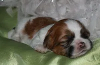 MoJo, a male Shih Tzu for sale in Billings, MO – Photo 5 of 10