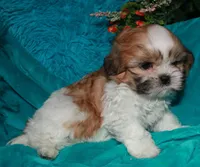 MoJo, a male Shih Tzu for sale in Billings, MO – 6 of 9