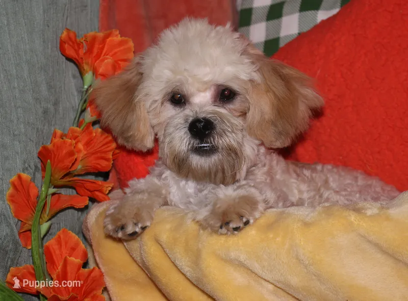 Luke – Shihpoo puppy for sale in Billings, MO