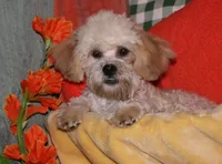 Luke, a male Shihpoo for sale in Billings, MO – 4 of 10