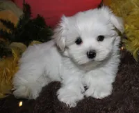 Justin, a male Maltese for sale in Billings, MO – 9 of 10