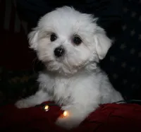 Stumpy, a male Maltese for sale in Billings, MO – 6 of 7