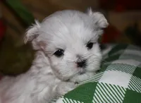 Rupert, a male Maltese for sale in Billings, MO – 9 of 9