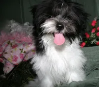 Weston, a male Shihpoo for sale in Billings, MO – 3 of 6
