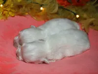 Piper, a male Maltese for sale in Billings, MO – 7 of 9
