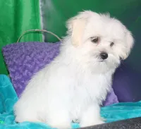 Shiloh , a female Shihpoo for sale in Billings, MO – 5 of 10