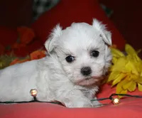 Casper , a male Maltese for sale in Billings, MO – 3 of 9