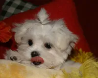 Mable, a male Maltese for sale in Billings, MO – 9 of 9