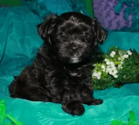 Frank, a male Morkie for sale in Billings, MO – 5 of 10