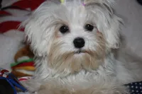 Greta, a female Maltese for sale in Billings, MO – Photo 2 of 9