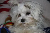 Greta, a female Maltese for sale in Billings, MO – Photo 5 of 9