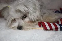 Greta, a female Maltese for sale in Billings, MO – Photo 7 of 9