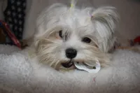 Greta, a female Maltese for sale in Billings, MO – Photo 4 of 9