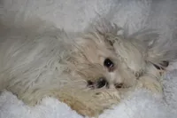 Greta, a female Maltese for sale in Billings, MO – Photo 9 of 9