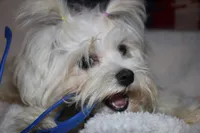 Greta, a female Maltese for sale in Billings, MO – Photo 3 of 9