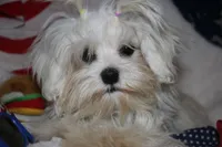 Greta, a female Maltese for sale in Billings, MO – Photo 6 of 9