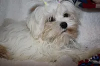 Greta, a female Maltese for sale in Billings, MO – Photo 8 of 9