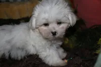 Blaze, a male Maltese for sale in Billings, MO – 7 of 9