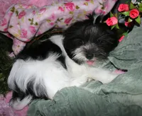 Weston, a male Shihpoo for sale in Billings, MO – 4 of 6