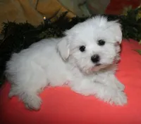 Cole, a male Maltese for sale in Billings, MO – 8 of 9