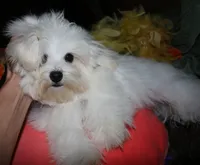 Bruiser, a male Maltese for sale in Billings, MO – 9 of 9