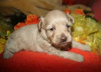 Gizmo, a male Maltipoo for sale in Billings, MO – 7 of 9