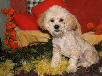 Luke, a male Shihpoo for sale in Billings, MO – 3 of 10