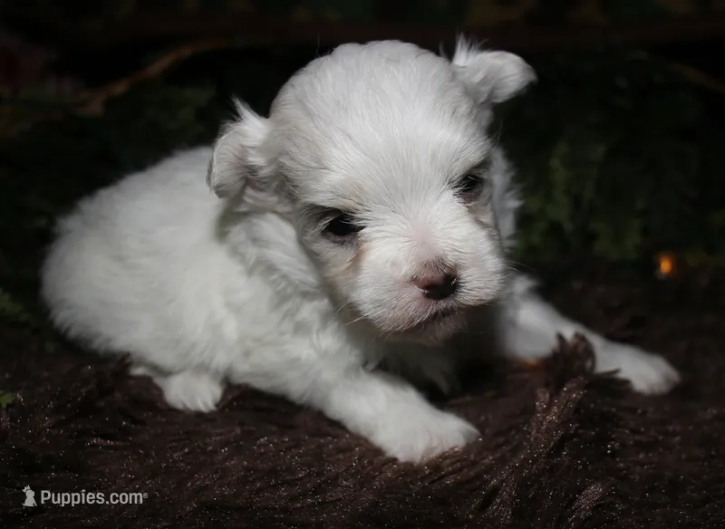 Casper  – Maltese puppy for sale in Billings, MO
