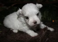 Casper , a male Maltese for sale in Billings, MO – 1 of 10
