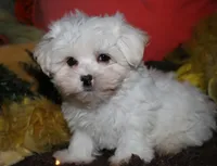 Blaze, a male Maltese for sale in Billings, MO – 8 of 9