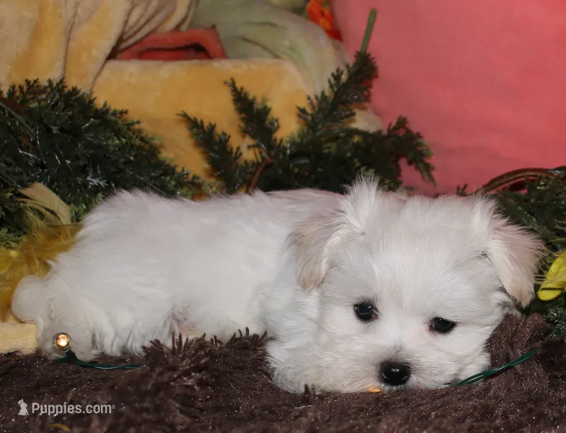 Justin – Maltese puppy for sale in Billings, MO