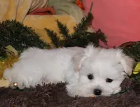 Justin, a male Maltese for sale in Billings, MO – 1 of 10