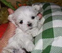Rupert, a male Maltese for sale in Billings, MO – 5 of 9