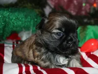Jojo , a female Shih Tzu for sale in Billings, MO – 6 of 9
