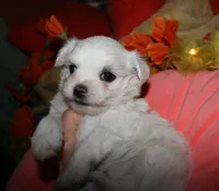 Ziggy , a male Maltese for sale in Billings, MO – 3 of 9